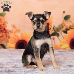 Sally, Chihuahua Puppy